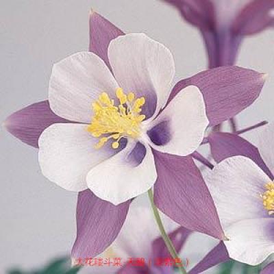 大花耧斗菜 天鹅系列