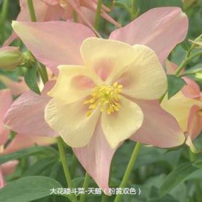 大花耧斗菜 天鹅系列