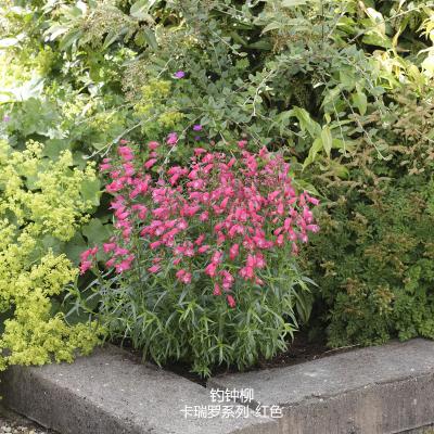 钓钟柳 卡瑞罗系列