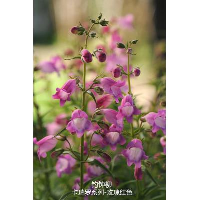 钓钟柳 卡瑞罗系列