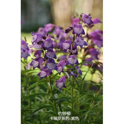 钓钟柳 卡瑞罗系列