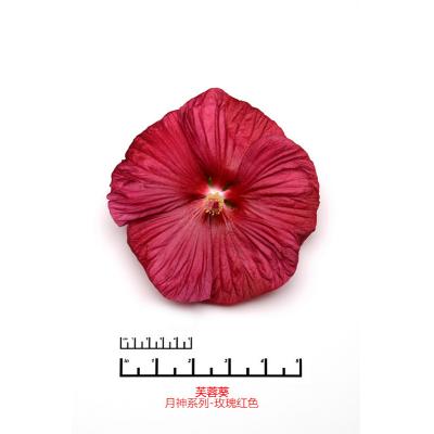 芙蓉葵 月神系列