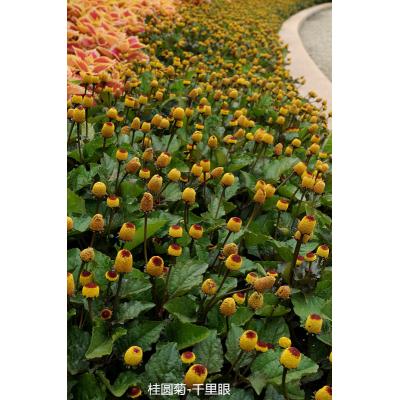 桂圆菊 千里眼
