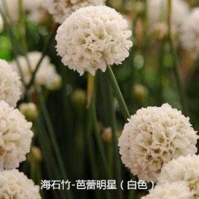 海石竹 芭蕾明星系列