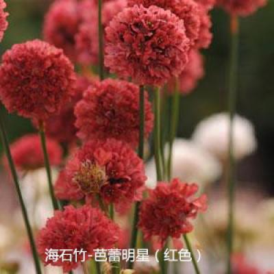 海石竹 芭蕾明星系列