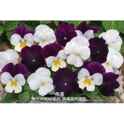 角堇 果汁冰糕XP系列