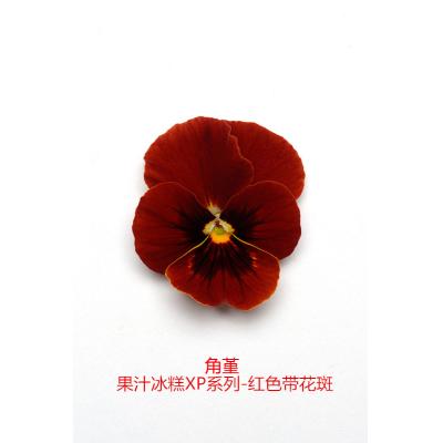 角堇 果汁冰糕XP系列