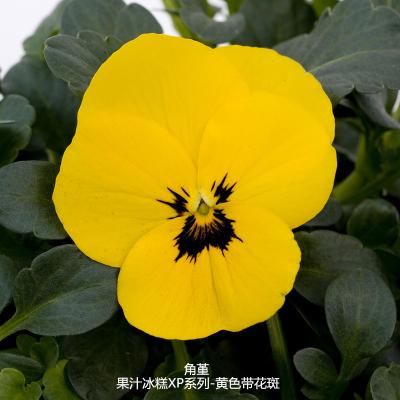 角堇 果汁冰糕XP系列