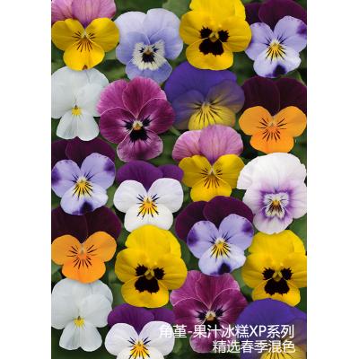 角堇 果汁冰糕XP系列