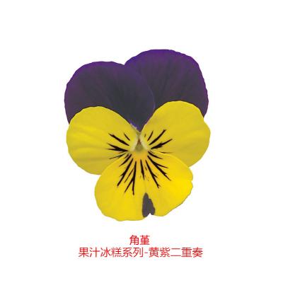 角堇 果汁冰糕系列