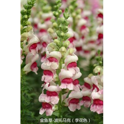 金鱼草 波托马克系列
