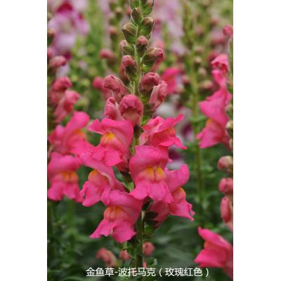 金鱼草 波托马克系列