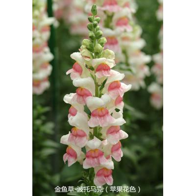 金鱼草 波托马克系列