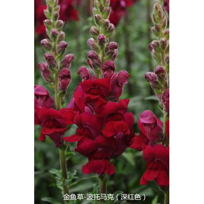 金鱼草 波托马克系列