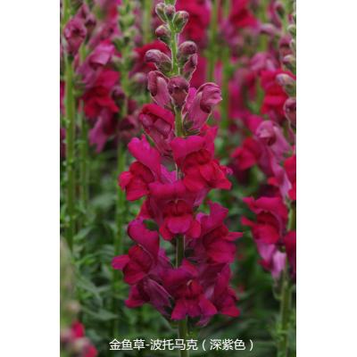 金鱼草 波托马克系列