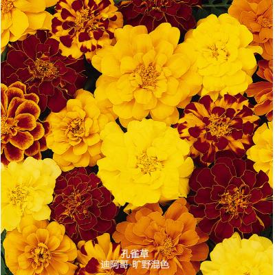 孔雀草 迪阿哥系列