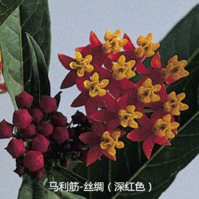 马利筋 丝绸系列