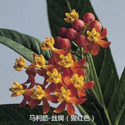 马利筋 丝绸系列