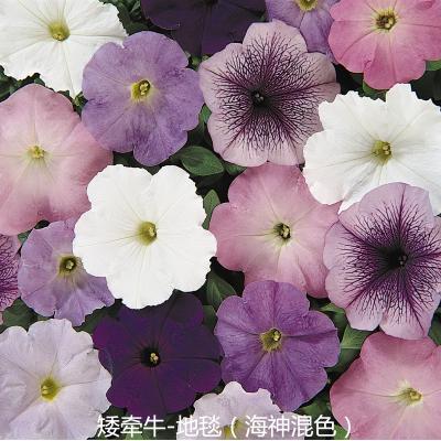 矮牵牛 地毯系列丸化种子