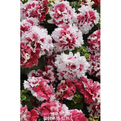 矮牵牛 旋转系列