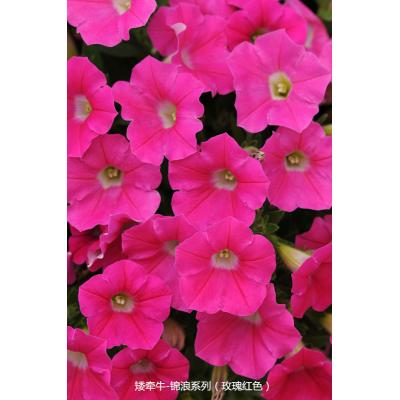 矮牵牛 锦浪系列