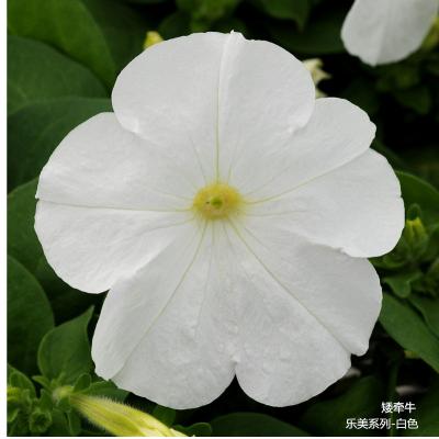 矮牵牛 乐美系列