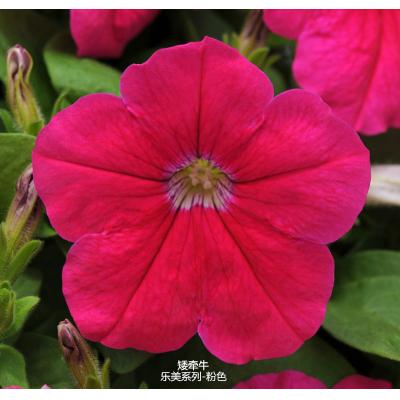 矮牵牛 乐美系列