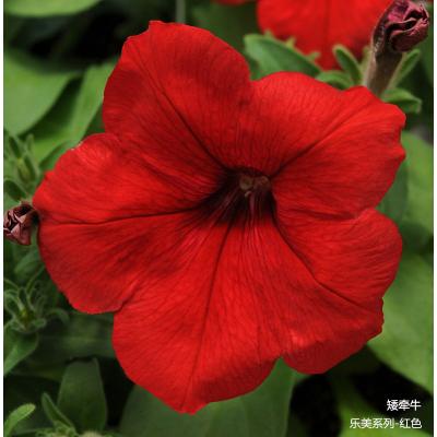 矮牵牛 乐美系列