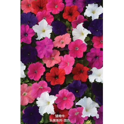 矮牵牛 乐美系列