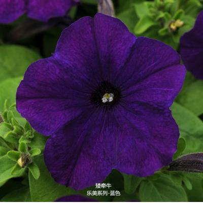 矮牵牛 乐美系列
