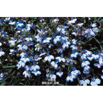 半边莲 赛船系列