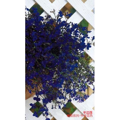 半边莲 赛船系列