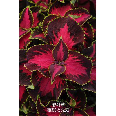 彩叶草 樱桃巧克力