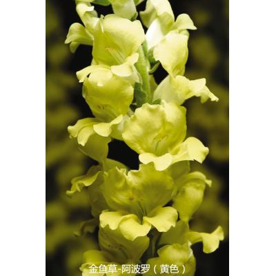 金鱼草 阿波罗系列