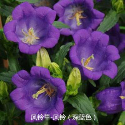 风铃草 风铃系列