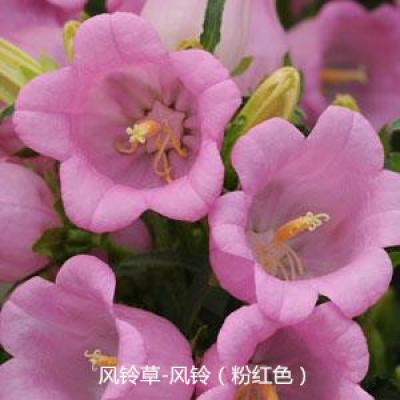 风铃草 风铃系列