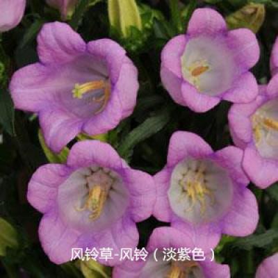 风铃草 风铃系列