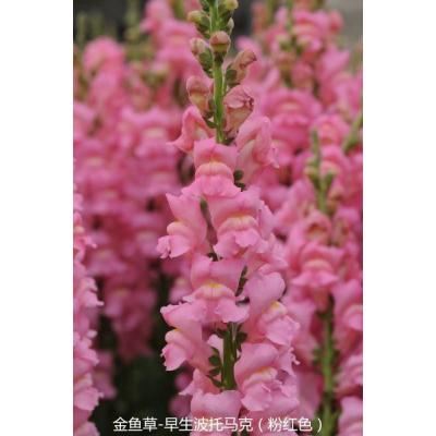 金鱼草 早生波托马克系列