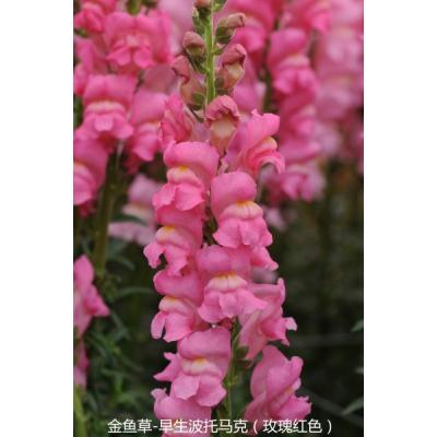 金鱼草 早生波托马克系列