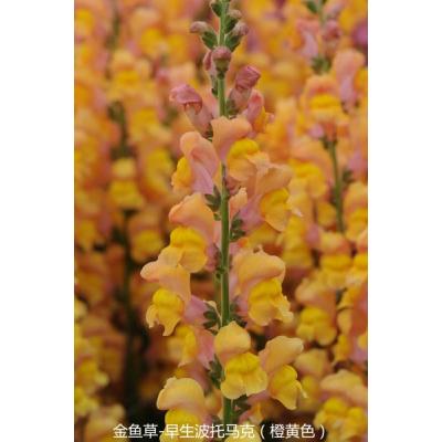金鱼草 早生波托马克系列