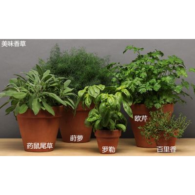 美味香草 罗勒