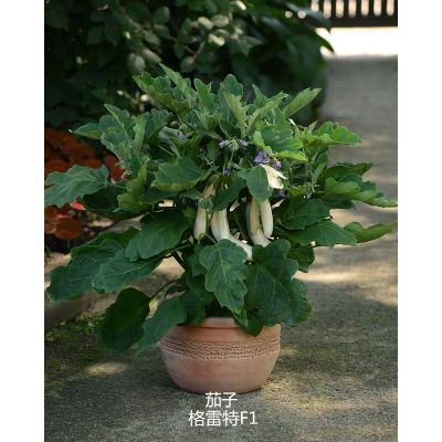 茄子 格雷特F1