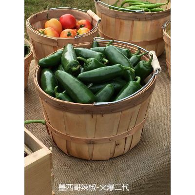 辣椒 墨西哥辣椒 火爆II代