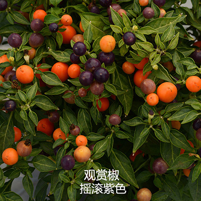 观赏辣椒 摇滚紫色