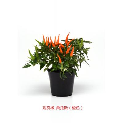 观赏辣椒 桑托斯系列