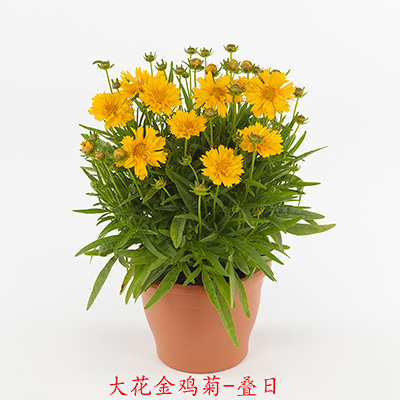 大花金鸡菊 叠日