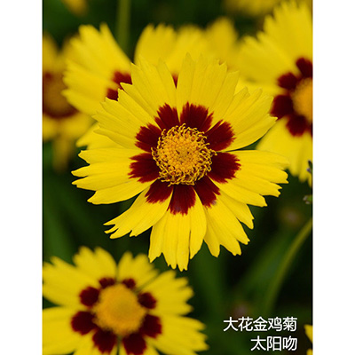 大花金鸡菊 太阳吻