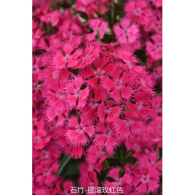 石竹 摇滚系列