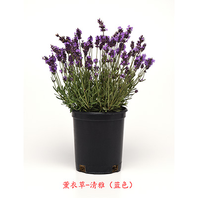 薰衣草 清雅系列