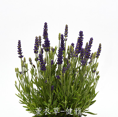 薰衣草 健雅系列